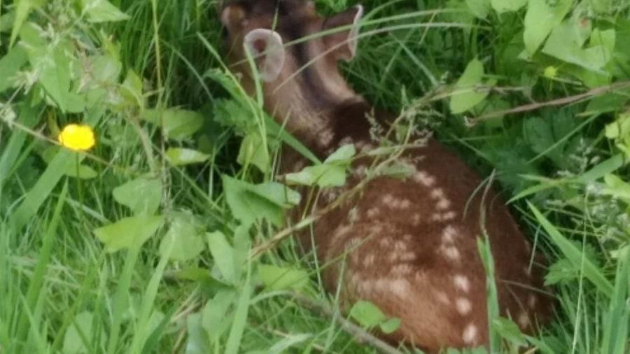 A fawn hiding in long grass