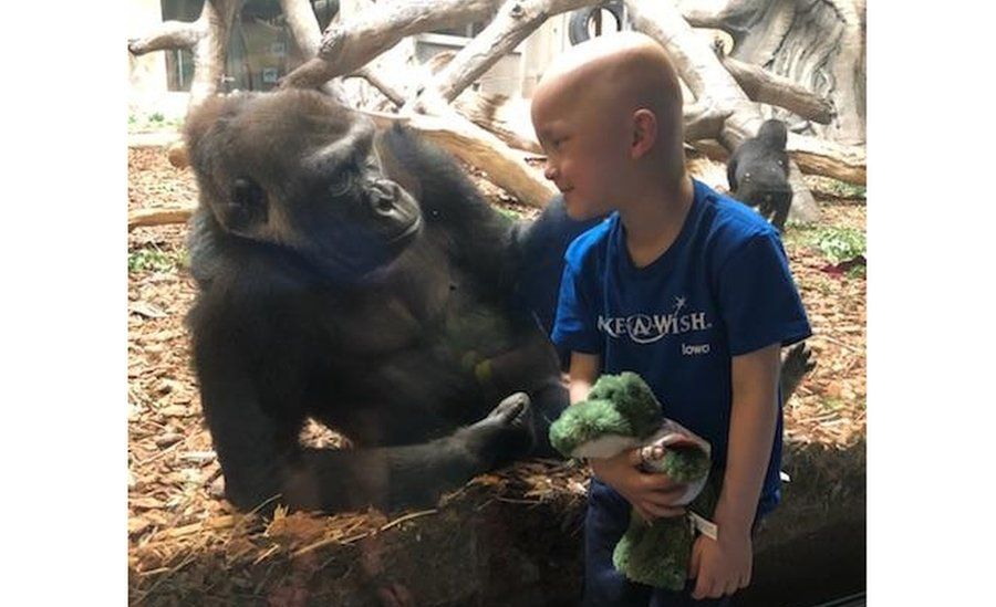 Garret Matthias looking at a Gorilla at the zoo