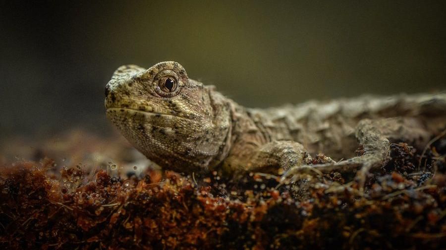 A tuatara in a habitat, it is lizard-like with one eye visible on the side of its head. It is a green and brown camouflage colour.