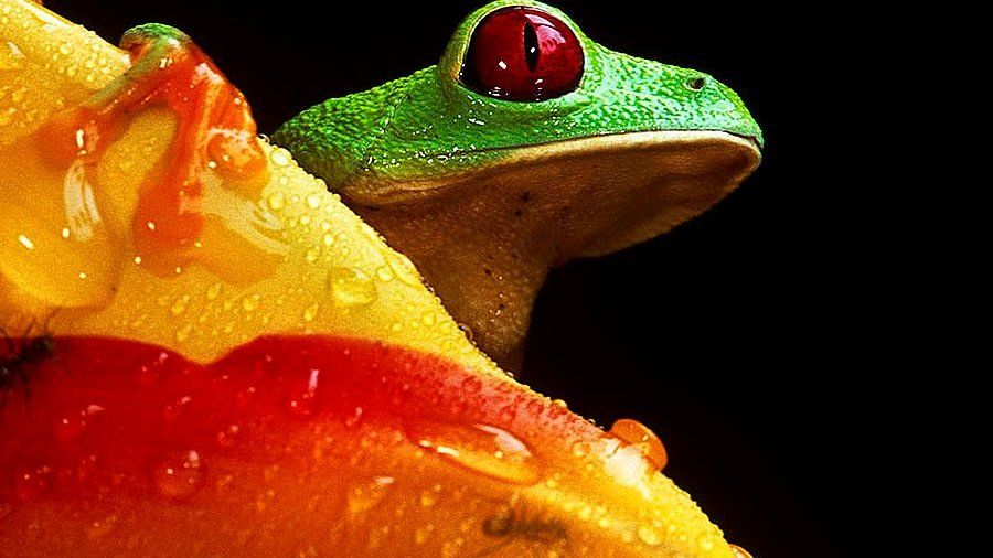 Red-eye treefrog (Christian Ziegler, zieglerphoto@yahoo.com)