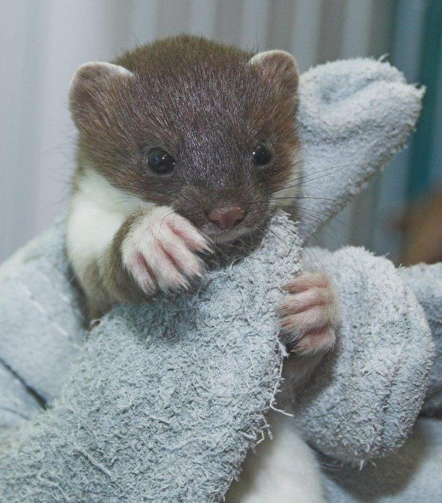 Orphaned stoats rescued and named after Friends stars - BBC News