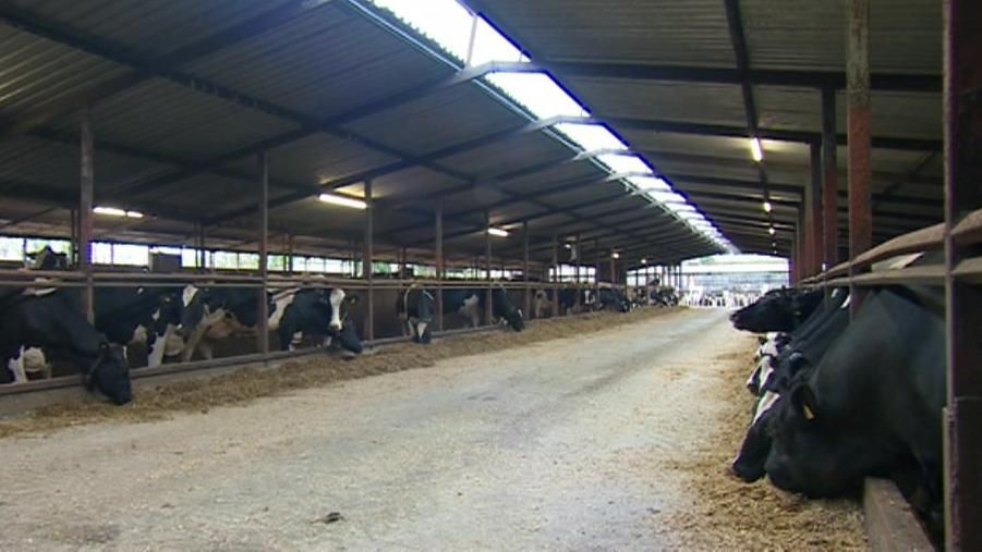 Cows in a large shed
