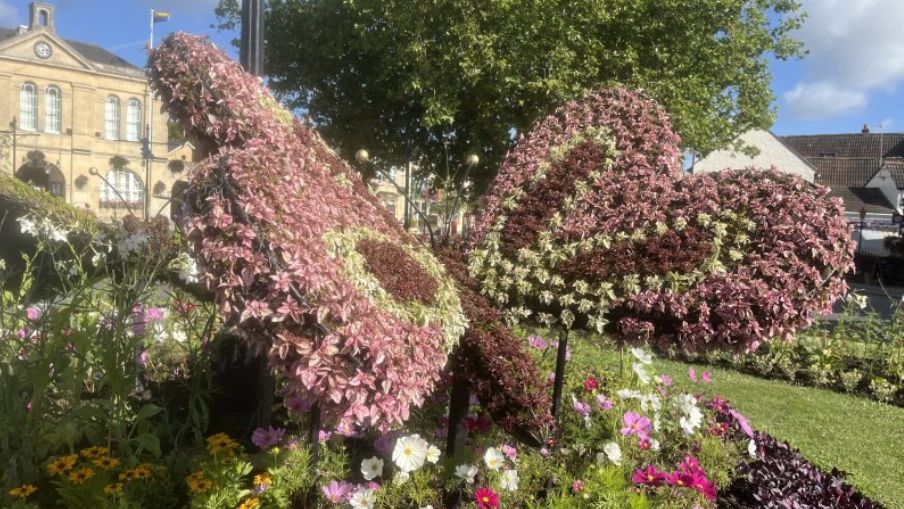 The butterfly floral display