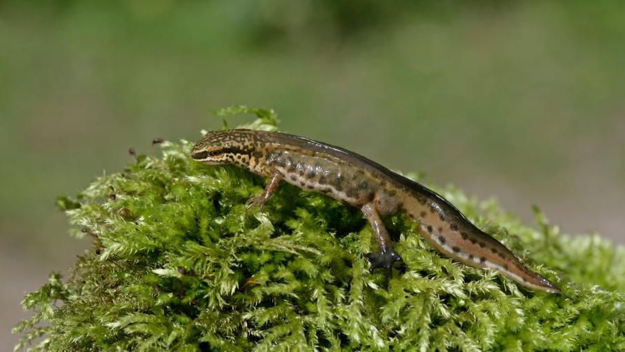 A palmate newt