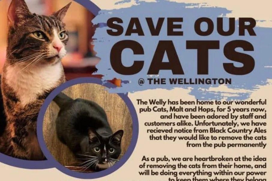 A 'save our cats' campaign poster, with pictures of the two cats