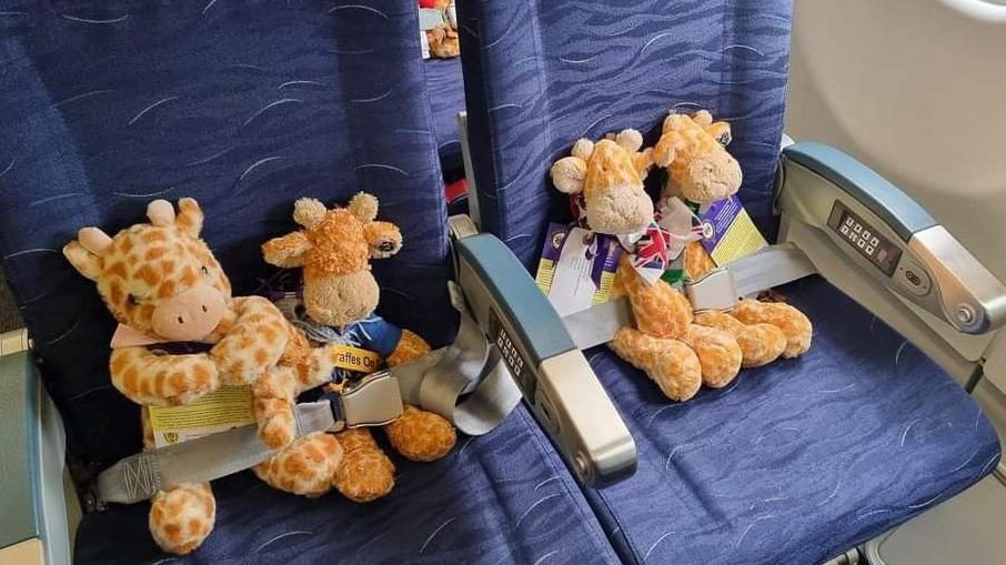 Four toy giraffes sitting in blue airplane seats 