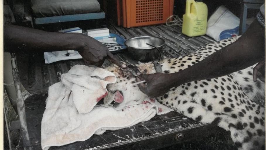 A cheetah being given veterinary surgery for a neck wound