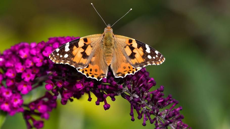 Painted lady butterfly