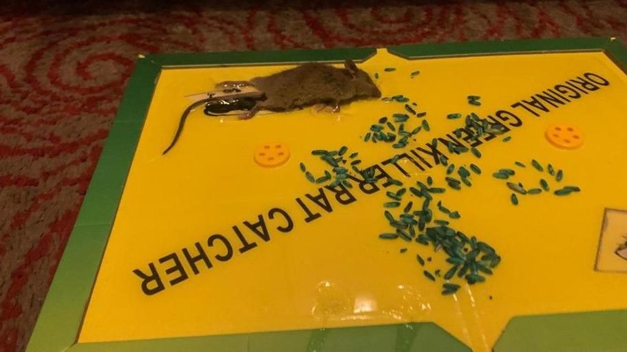 A dead mouse photographed on a green and yellow "original green killer rat catcher" 