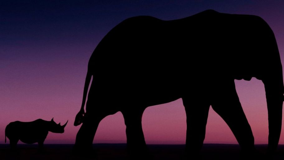 silhouette of an elephant and rhino.