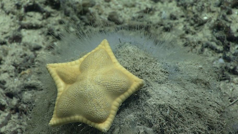 ravioli starfish.