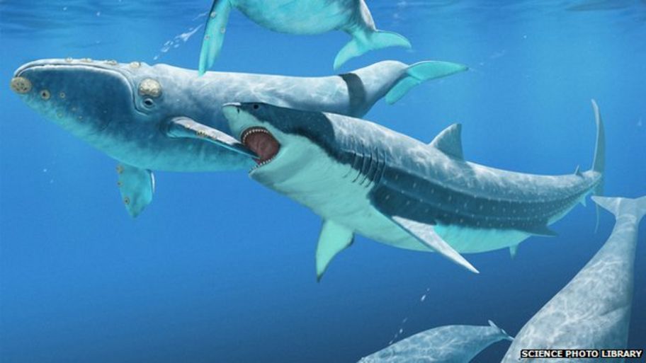 megalodon size comparison blue whale