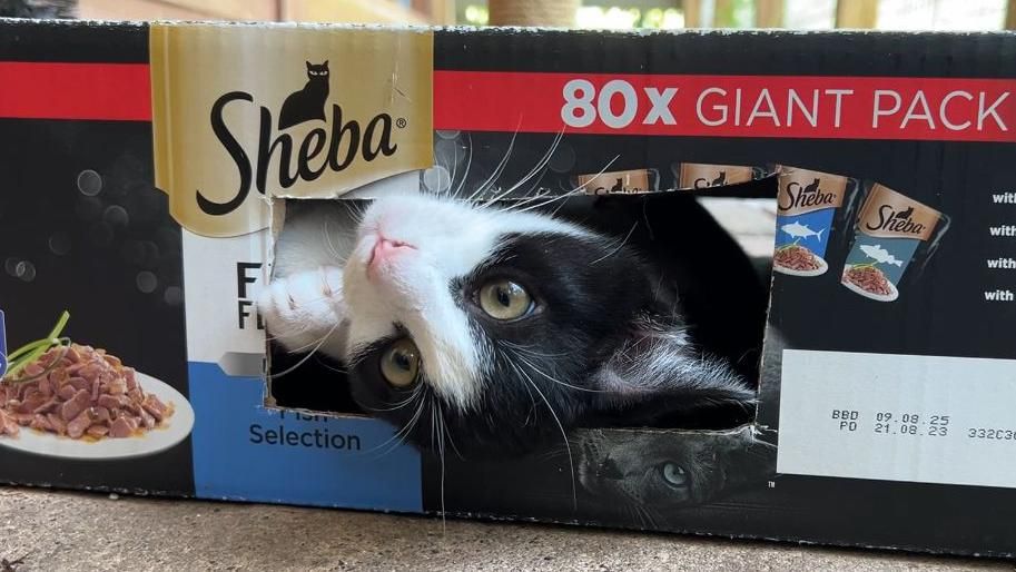 A black and white cat sticking its head through a hole cut in a cat food box.