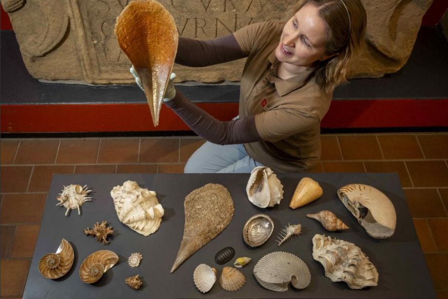 Woman holds up a shell behind a display of different shells