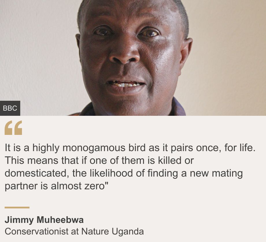 "It is a highly monogamous bird as it pairs once, for life. This means that if one of them is killed or domesticated, the likelihood of finding a new mating partner is almost zero"", Source: Jimmy Muheebwa, Source description: Conservationist at Nature Uganda, Image: Jimmy Muheebwa