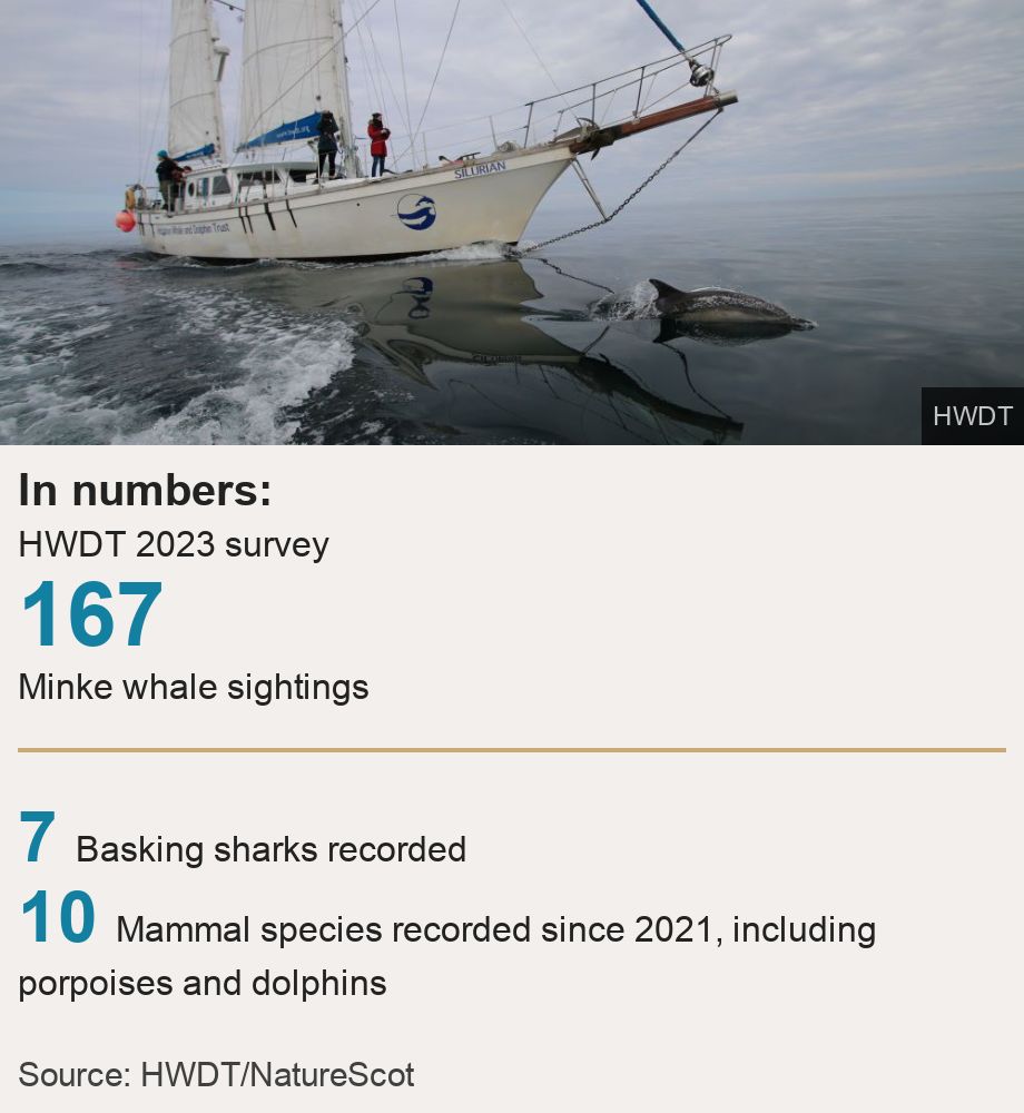In numbers:. HWDT 2023 survey [ 167 Minke whale sightings ] [ 7 Basking sharks recorded ],[ 10 Mammal species recorded since 2021, including porpoises and dolphins ], Source: Source: HWDT/NatureScot, Image: HWDT research boat Silurian with a dolphin in the water in front of the vessel