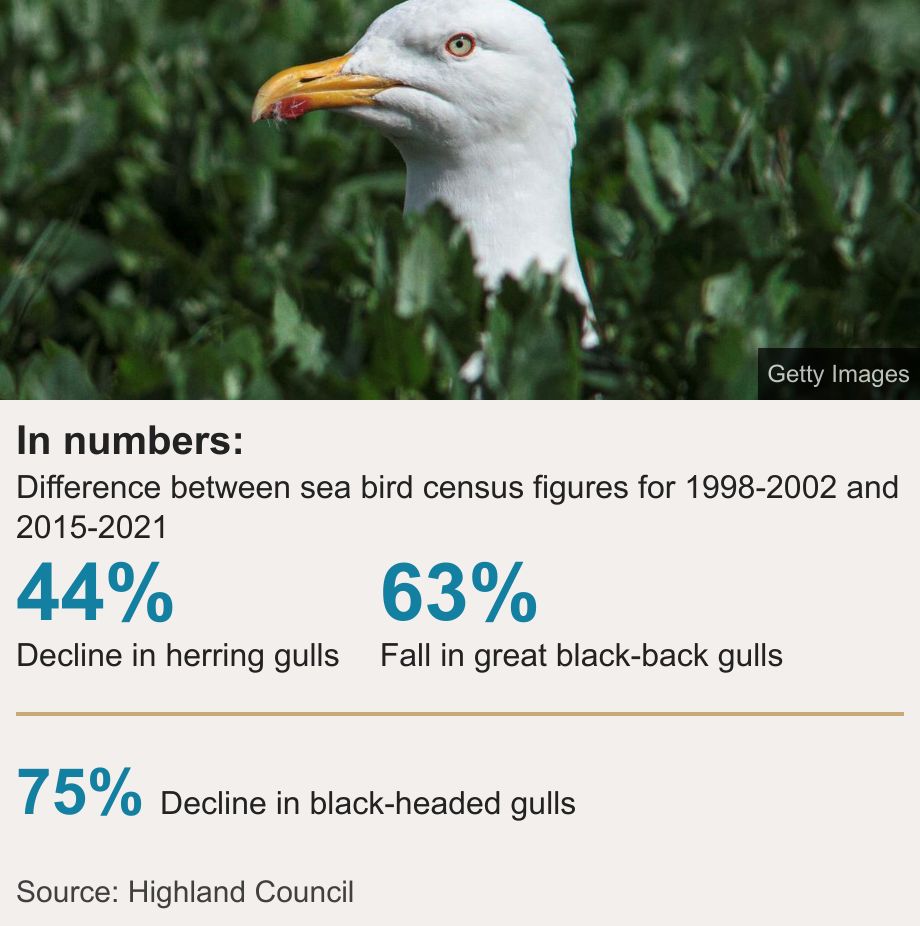 In numbers:. Difference between sea bird census figures for 1998-2002 and 2015-2021
 [ 44% Decline in herring gulls ],[ 63% Fall in great black-back gulls ] [ 75% Decline in black-headed gulls ], Source: Source: Highland Council, Image: 