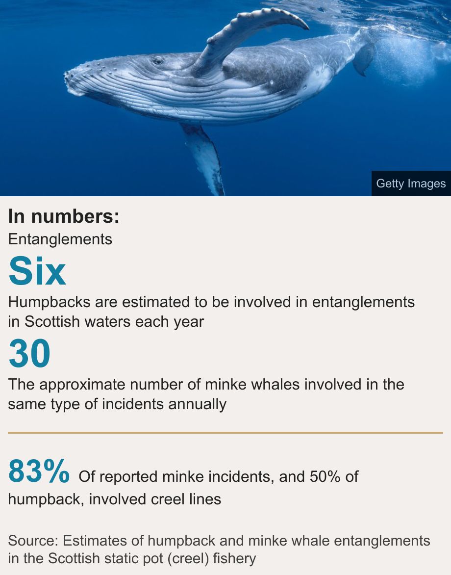 In numbers:. Entanglements [ Six Humpbacks are estimated to be involved in entanglements in Scottish waters each year ],[ 30 The approximate number of minke whales involved in the same type of incidents annually ] [ 83% Of reported minke incidents, and 50% of humpback, involved creel lines ], Source: Source: Estimates of humpback and minke whale entanglements in the Scottish static pot (creel) fishery, Image: A young humpback whale swimming in blue water.