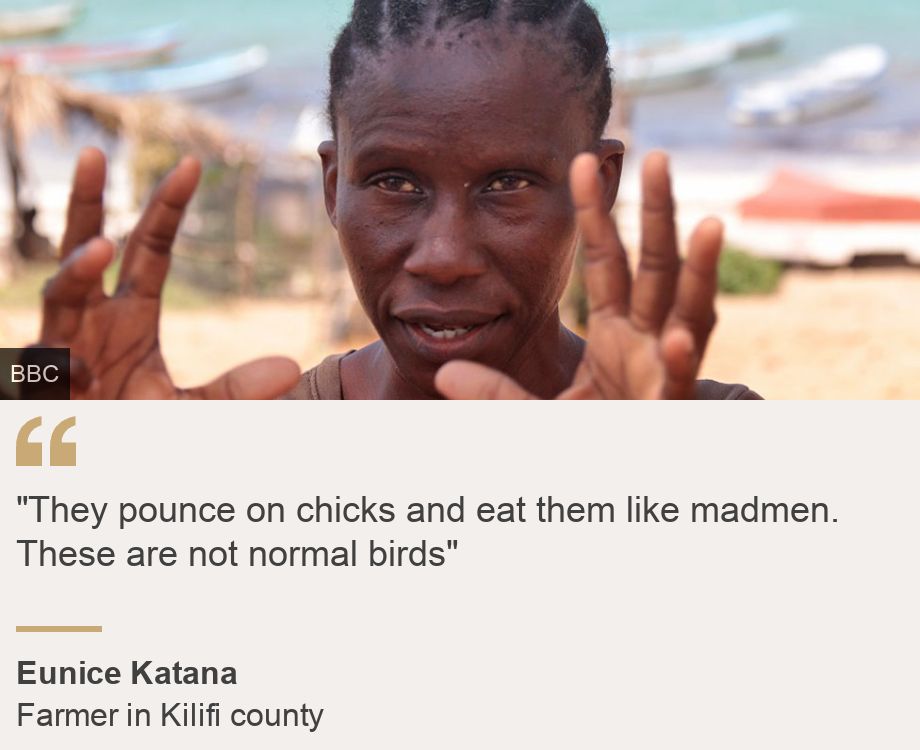 ""They pounce on chicks and eat them like madmen. These are not normal birds"", Source: Eunice Katana, Source description: Farmer in Kilifi county, Image: Eunice Katana, a resident in Takaye village in Kilifi county