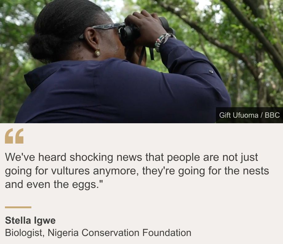 "We've heard shocking news that people are not just going for vultures anymore, they're going for the nests and even the eggs."", Source: Stella Igwe, Source description: Biologist, Nigeria Conservation Foundation, Image: A woman dressed in a blue looks at the forest through a pair of binoculars.