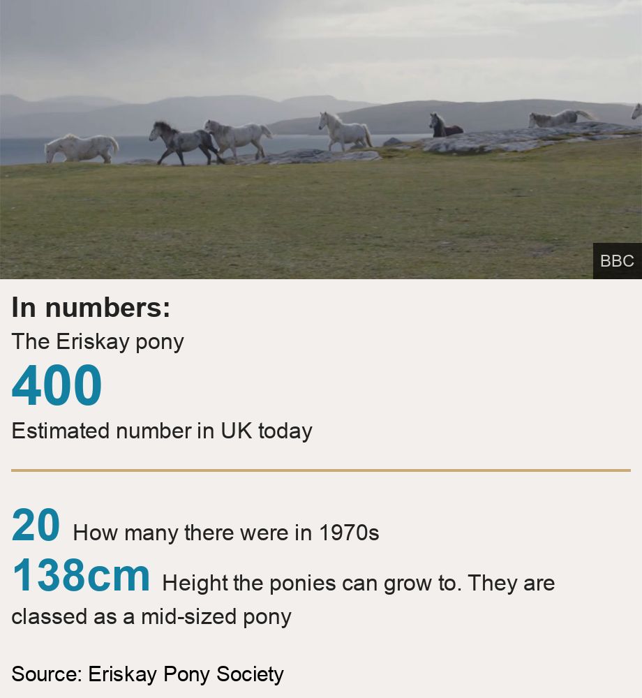 In numbers:. The Eriskay pony [ 400 Estimated number in UK today ] [ 20 How many there were in 1970s ],[ 138cm Height the ponies can grow to. They are classed as a mid-sized pony ], Source: Source: Eriskay Pony Society, Image: Eriskay ponies running