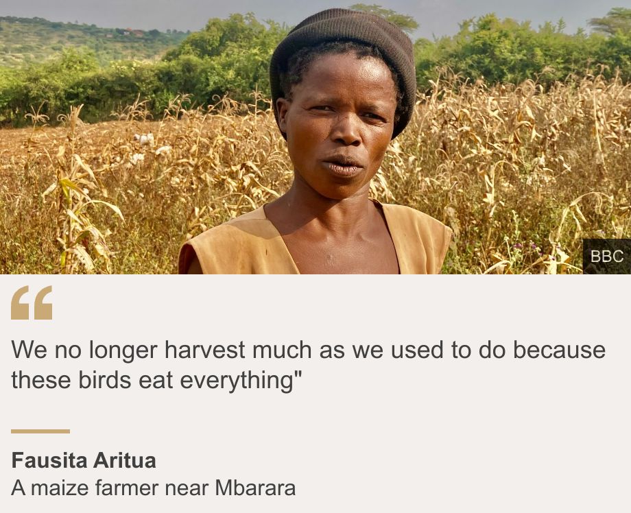 "We no longer harvest much as we used to do because these birds eat everything"", Source: Fausita Aritua, Source description: A maize farmer near Mbarara, Image: Fausita Aritua in a maize field