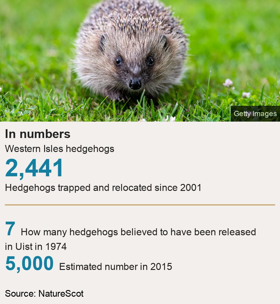 In numbers. Western Isles hedgehogs [ 2,441 Hedgehogs trapped and relocated since 2001
  ] [ 7 How many hedgehogs believed to have been released in Uist in 1974 ],[ 5,000 Estimated number in 2015 ], Source: Source: NatureScot, Image: Hedgehog