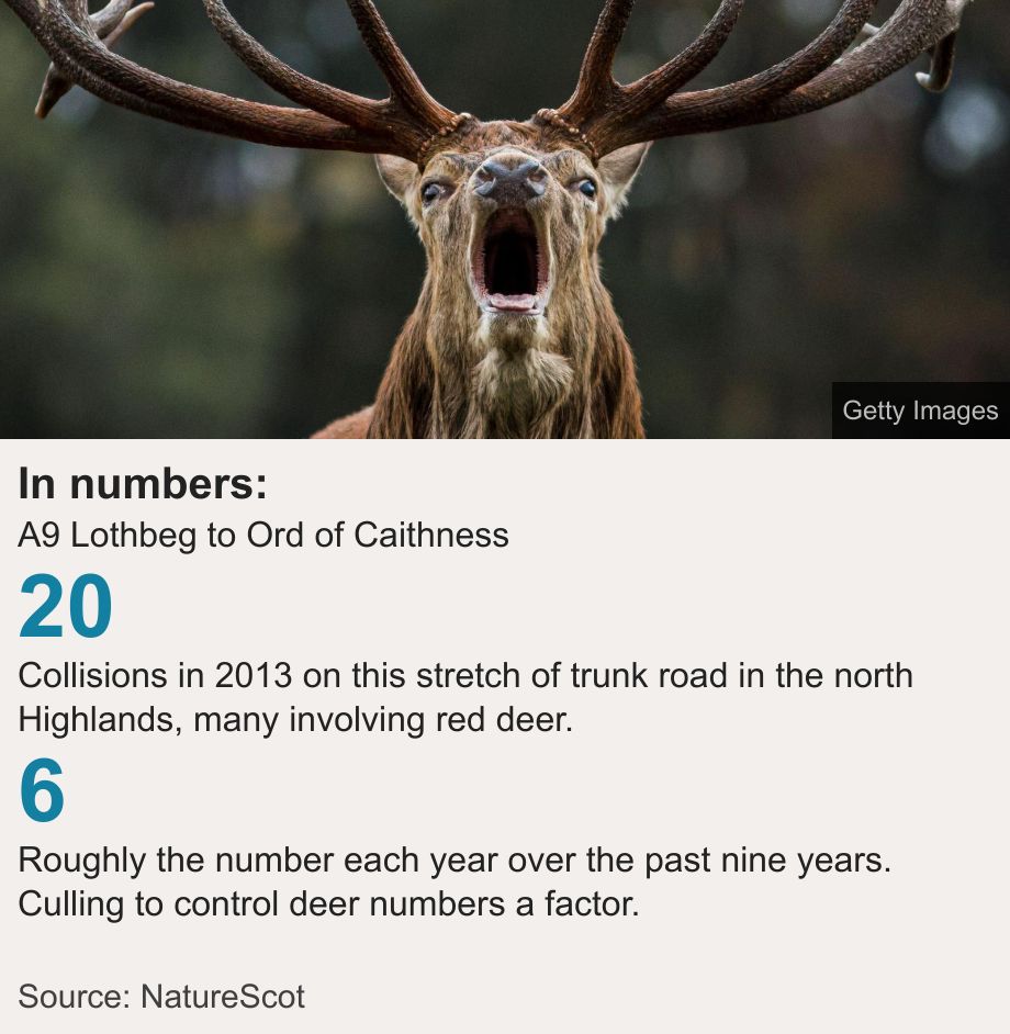 In numbers:. A9 Lothbeg to Ord of Caithness [ 20 Collisions in 2013 on this stretch of trunk road in the north Highlands, many involving red deer. ],[ 6 Roughly the number each year over the past nine years. Culling to control deer numbers a factor. ] , Source: Source: NatureScot, Image: A red deer stag bellowing.