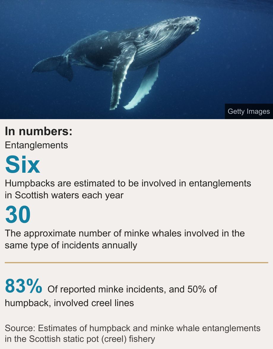 In numbers:. Entanglements [ Six Humpbacks are estimated to be involved in entanglements in Scottish waters each year ],[ 30 The approximate number of minke whales involved in the same type of incidents annually ] [ 83% Of reported minke incidents, and 50% of humpback, involved creel lines ], Source: Source: Estimates of humpback and minke whale entanglements in the Scottish static pot (creel) fishery, Image: A humpback calf swims below the surface of the sea.
