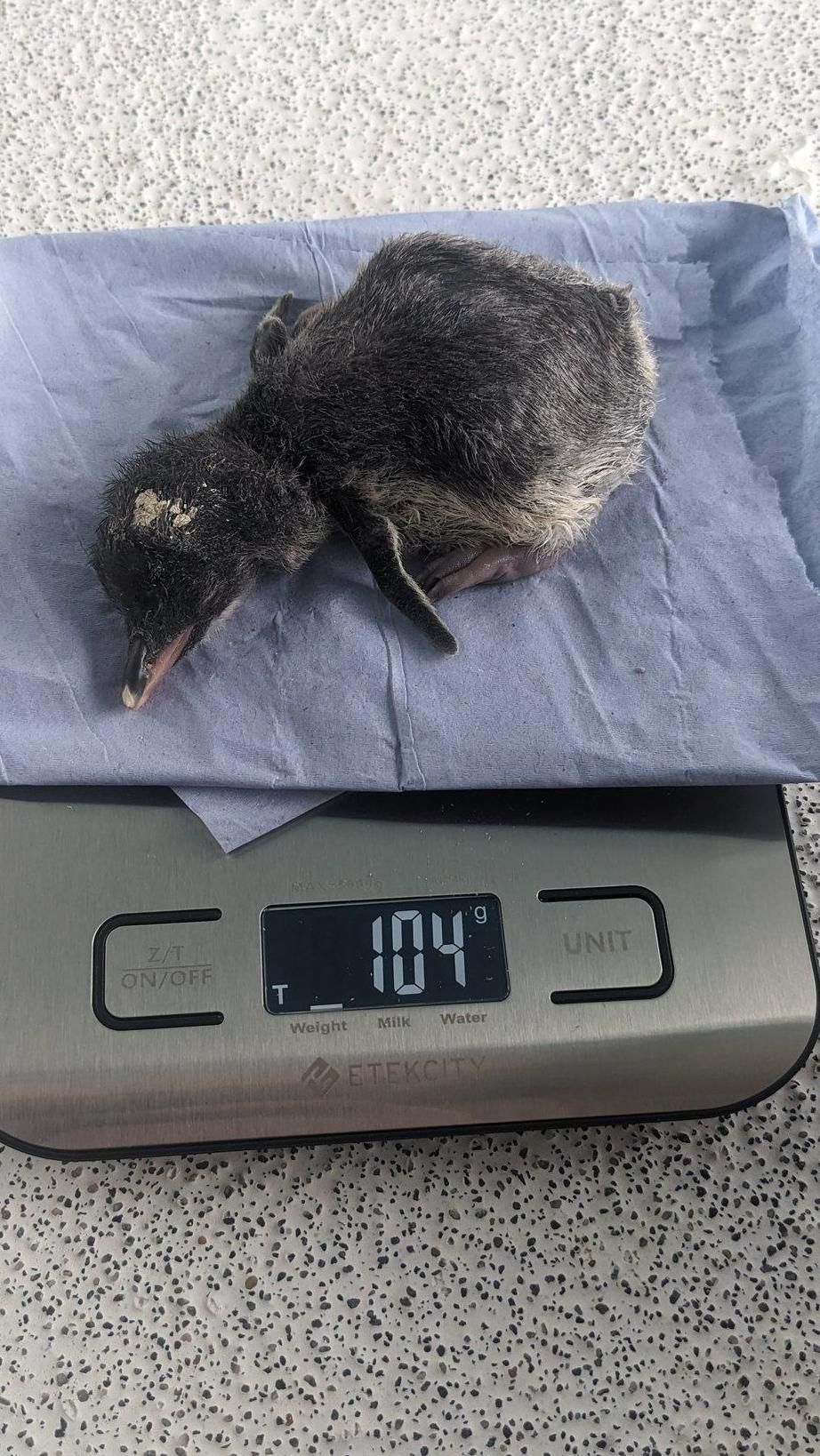 A newly hatched penguin chick on a pair of weighing scales