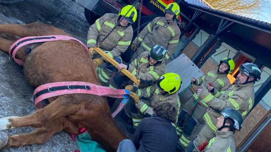Firefighters helping to lift a horse up