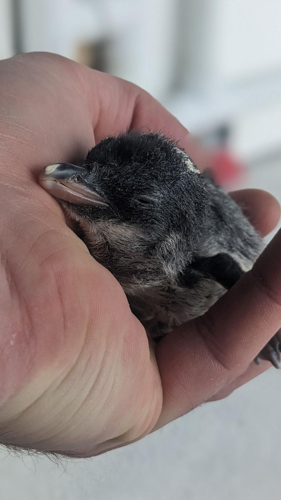 A tiny penguin chick lays down in a man's hand