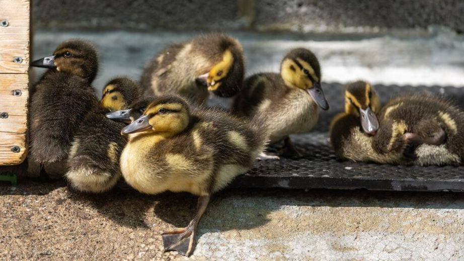 Ducklings at RSPCA in the West Hatch centre