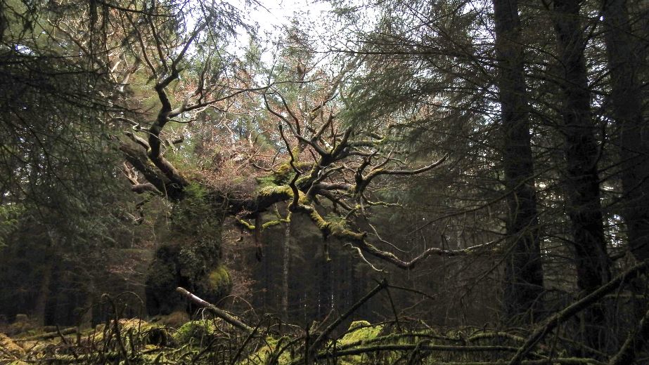 The Skipinnish Oak in Lochaber in amongst other forest trees.