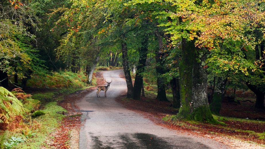 Stag in road in New Forest National Park