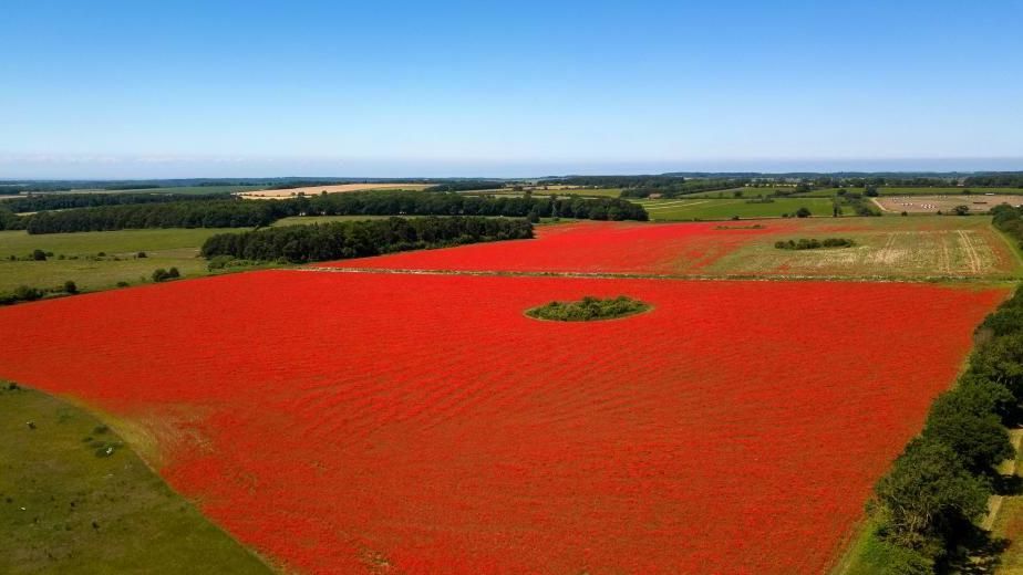 An aerial view of green fields, with one coloured red from poppies. 