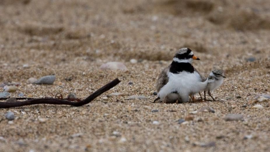 Ri8nged Plover and chick