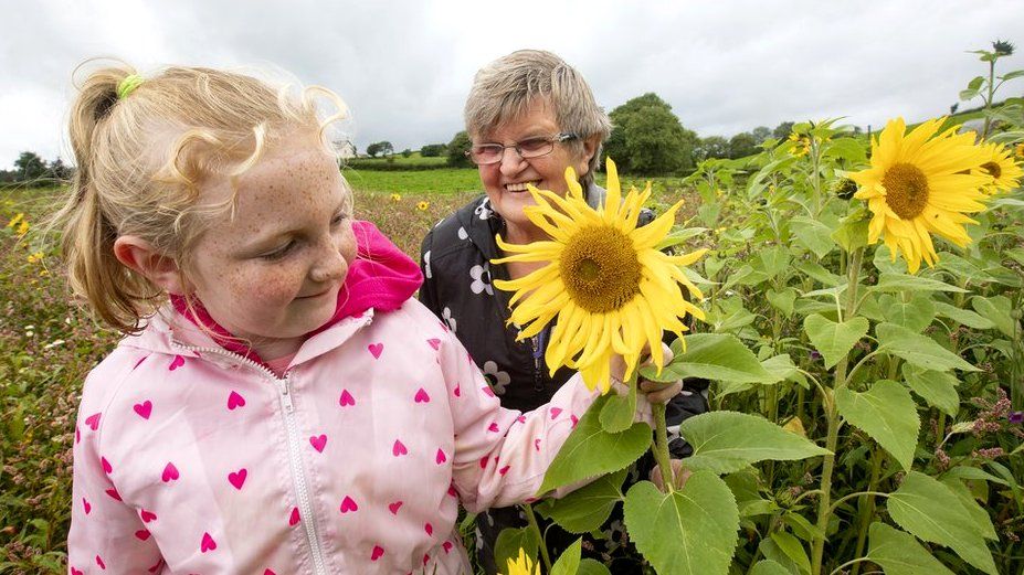 Volunteers admire the sunflowers