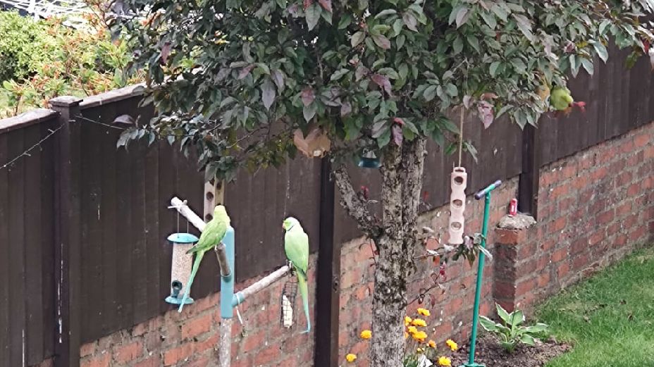 Parakeets in garden 