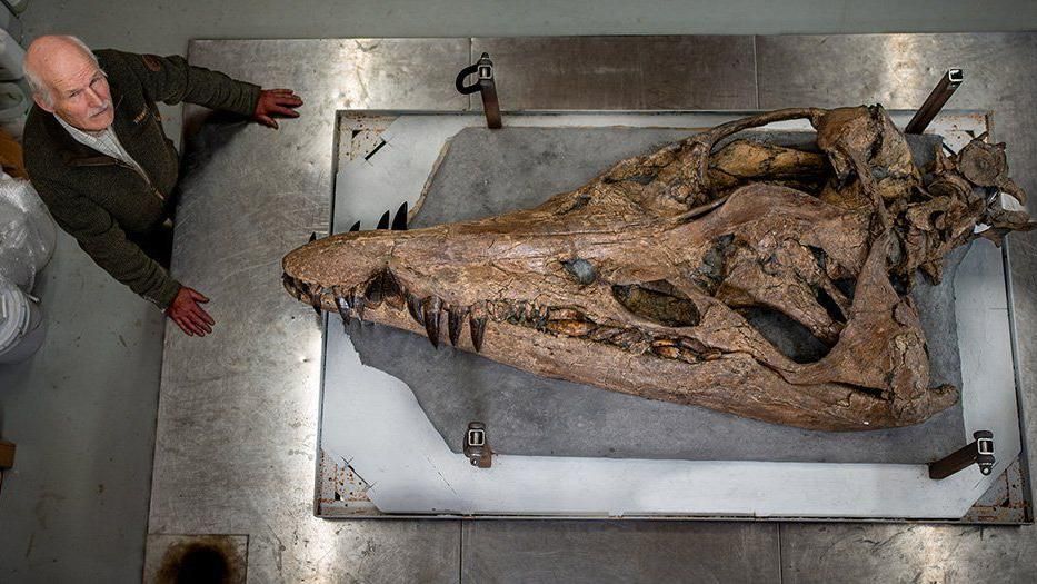 Steve Etches standing alongside the giant skull  of a pliosaur  of a 
