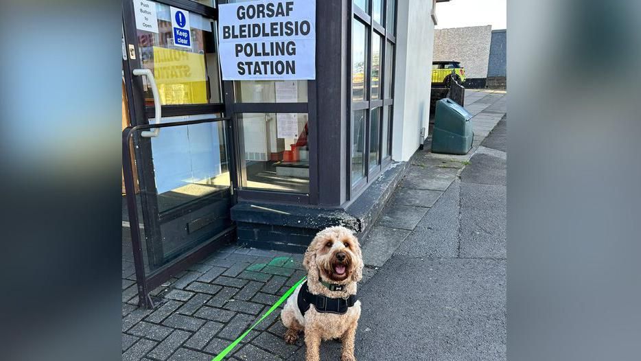 Blaidd the dog in front of the polling station