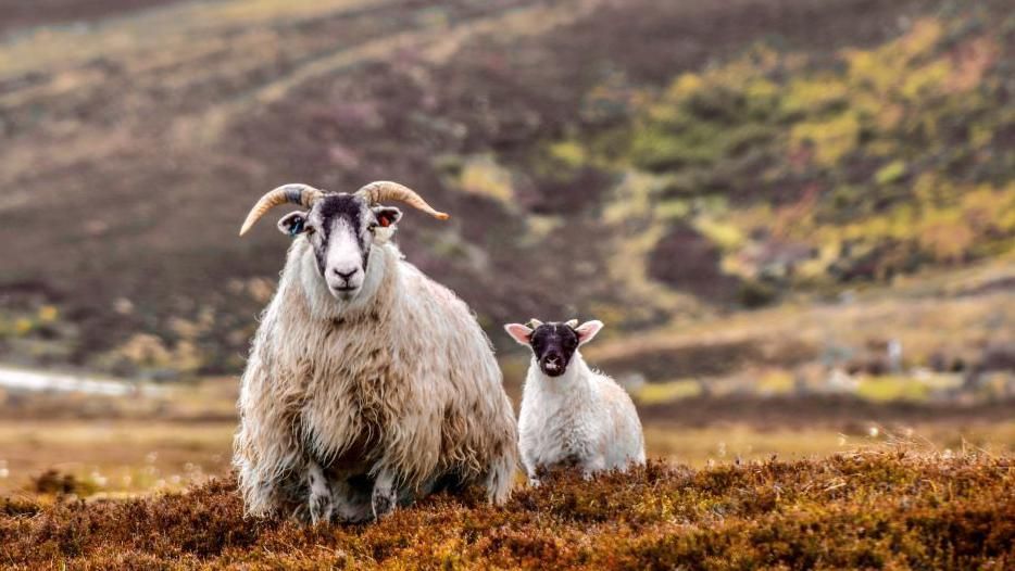 A ewe and lamb in the hills around Lochindorb