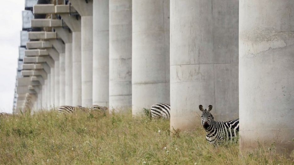 Zebras graze under a bridge