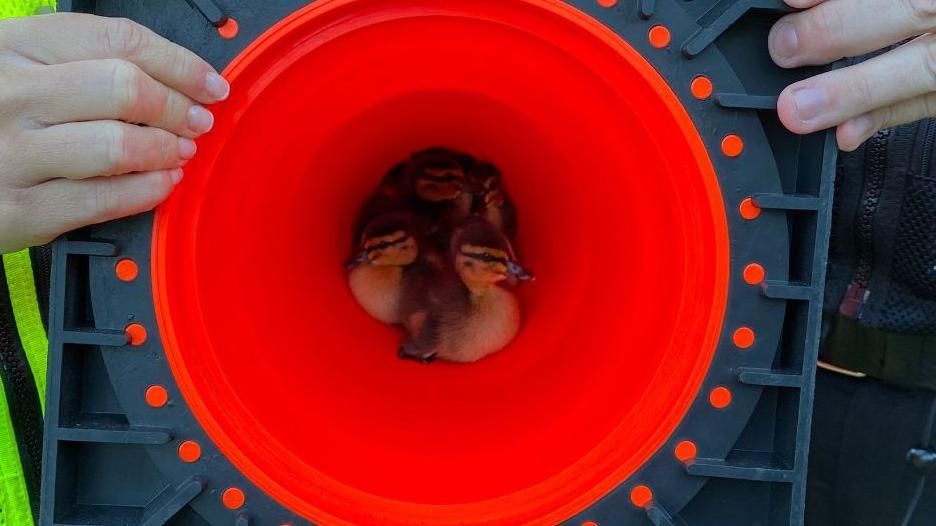 Ducklings in a traffic cone
