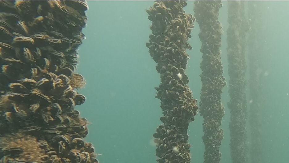 An underwater photo showing ropes hanging in the sea which are covered in mussels