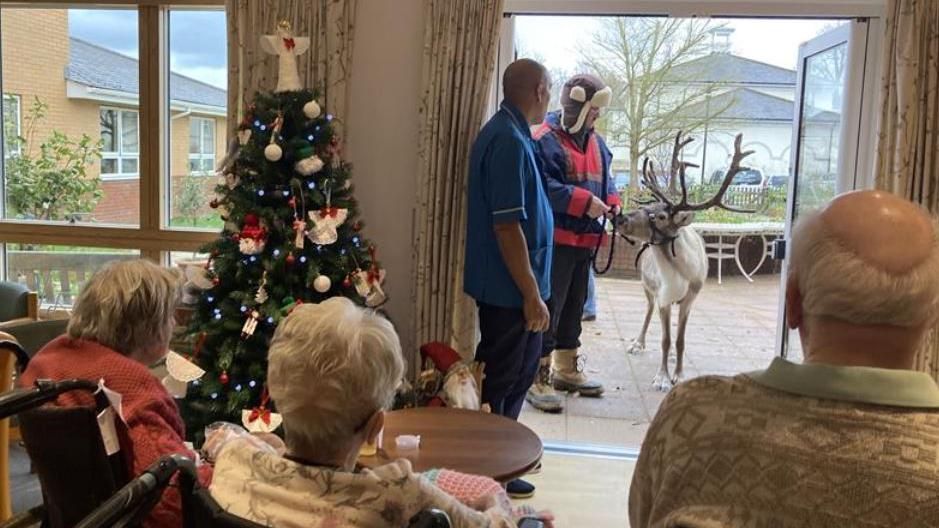 Reindeer visiting Rusthall Lodge care home, Tunbridge Wells