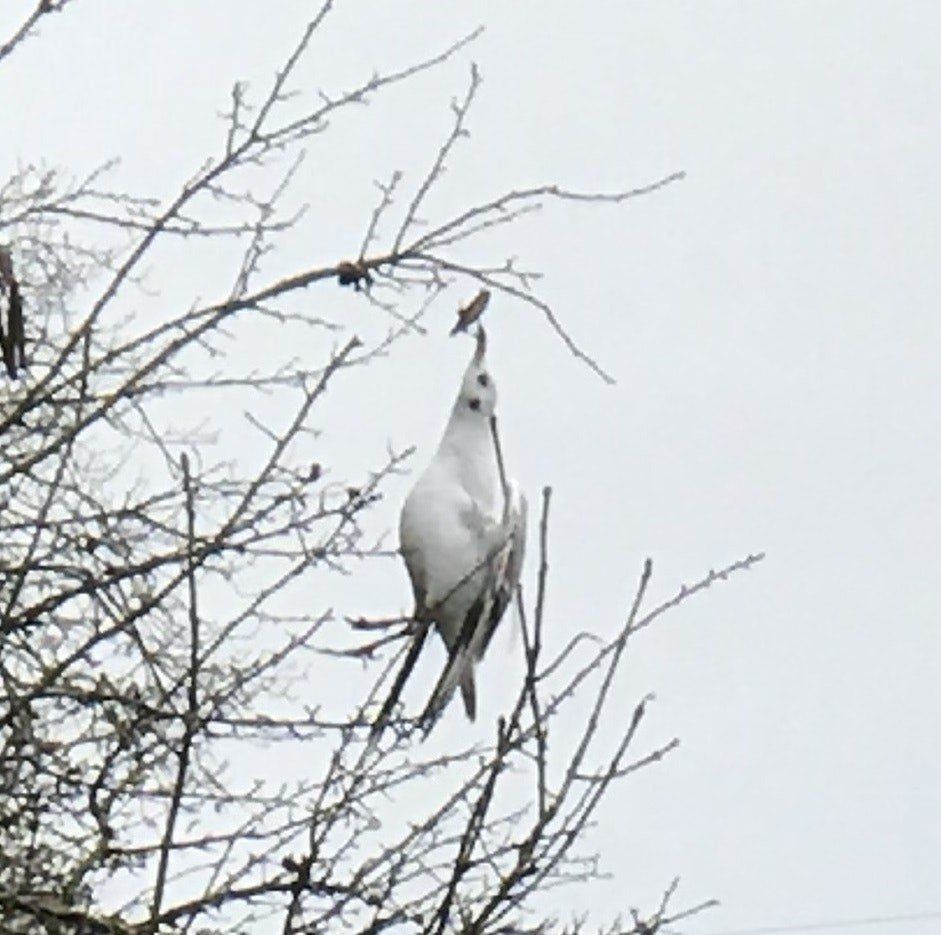 Impaled gull dangling from tree