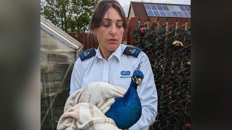 The peacock wrapped up in a blanket being held by a female RSPCA inspector
