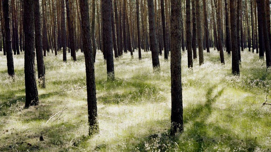 Forest in Brandenburg, 2014