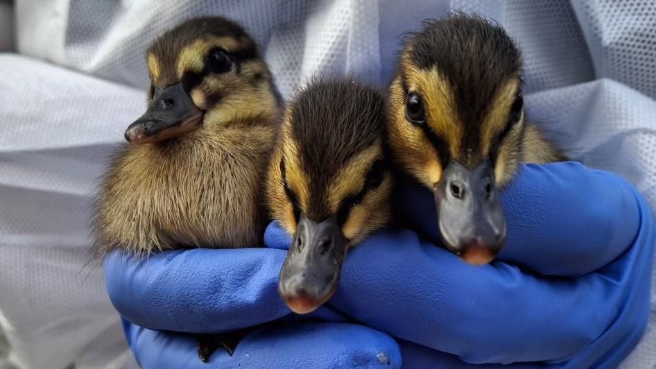 Three ducklings being held by someone wearing blue gloves